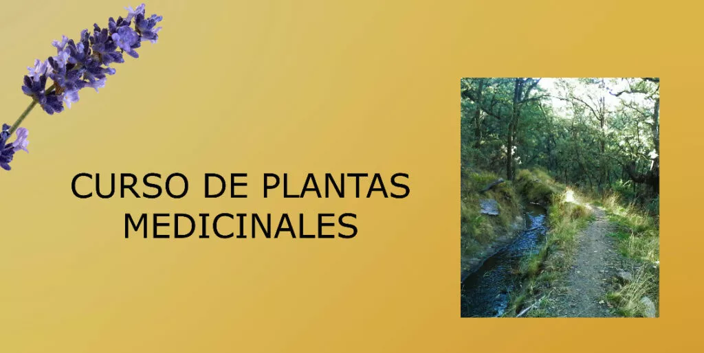 Cartel del curso de plantas medicinales, con una espiga de lavanda y un sendero junto a una acequia