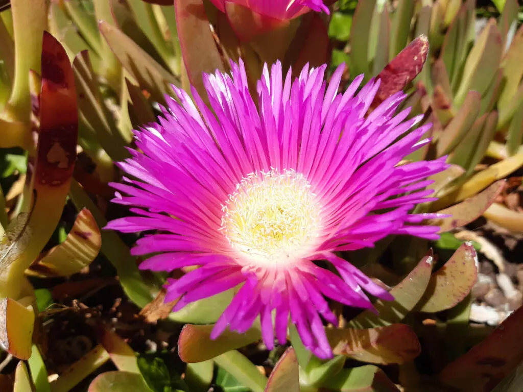 Flor de uña de león abierta, de pétalos rosados y centro amarillo, entre sus hojas carnosas