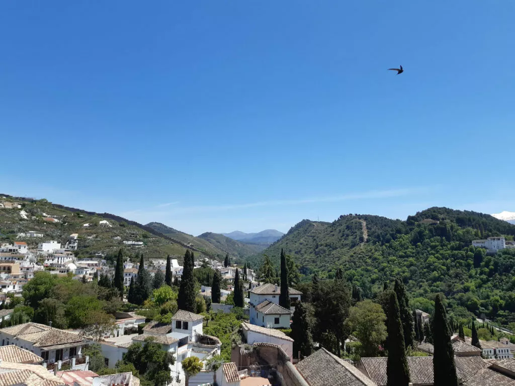 Vista del Albaicín y las laderas boscosas del valle desde la mezquita, con un vencejo en vuelo