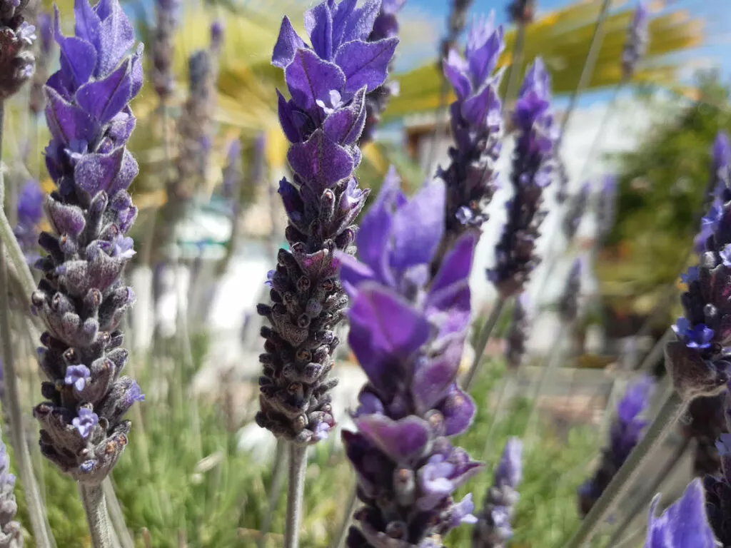 Espigas de lavanda en flor en primer plano, con las palmeras del jardín desenfocadas al fondo