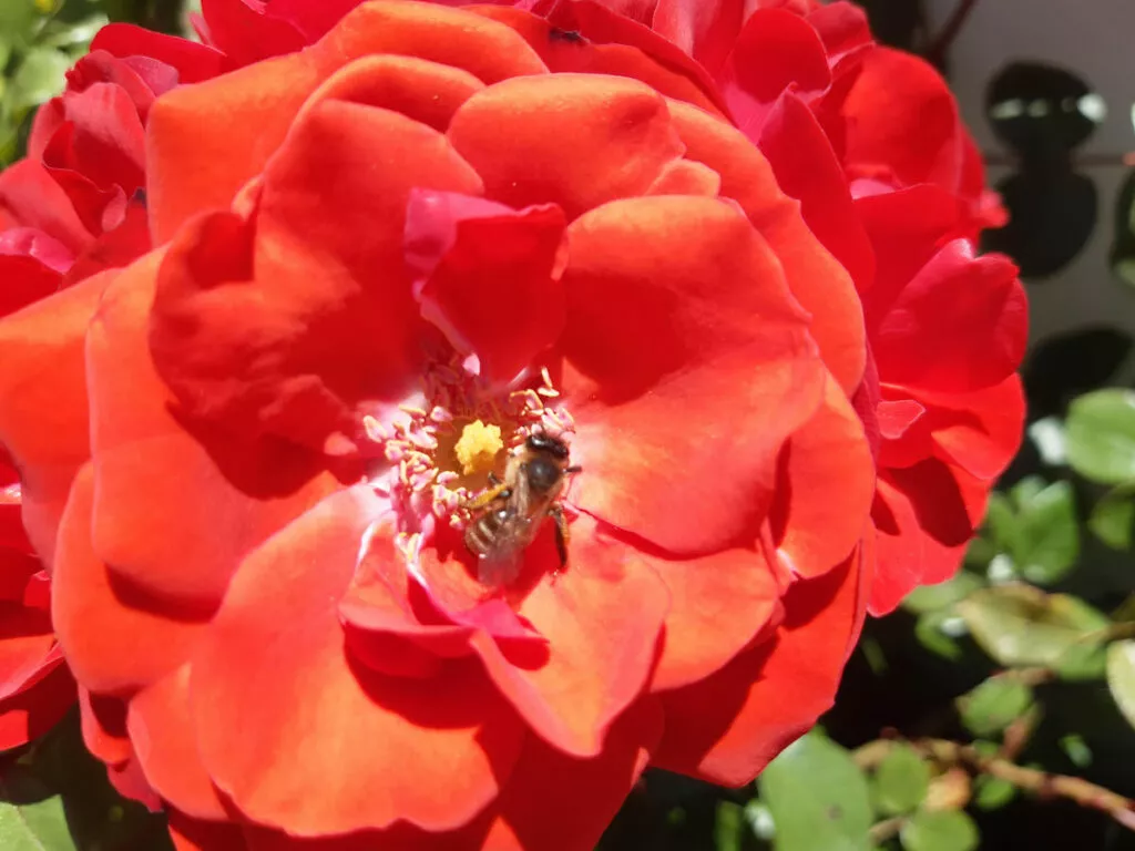 Rosa roja abierta con una abeja posada en el centro
