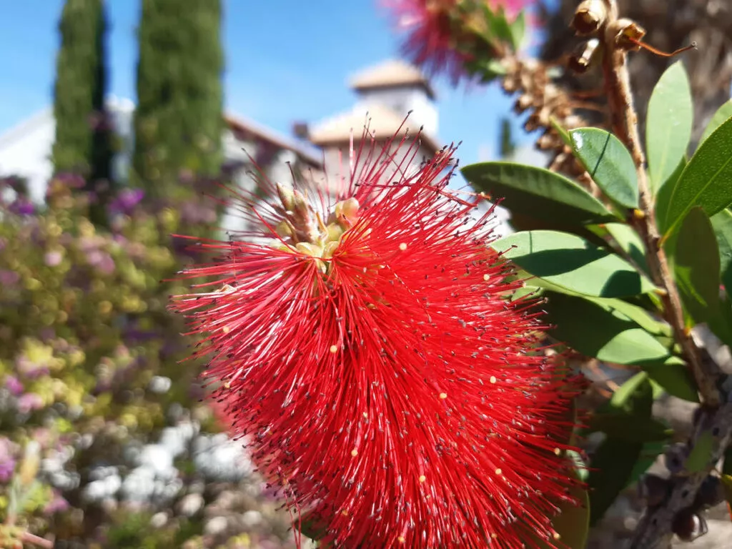 Flor roja de árbol del cepillo en primer plano, con el alminar de la mezquita desenfocado al fondo