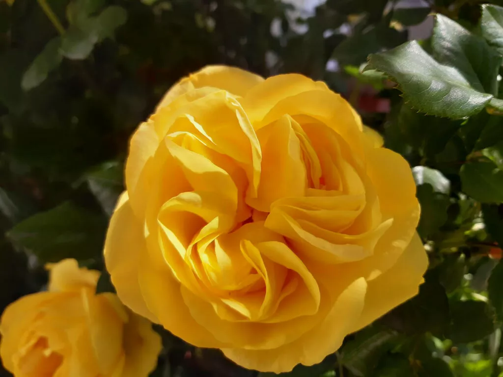 Rosa amarilla abierta entre el follaje del jardín