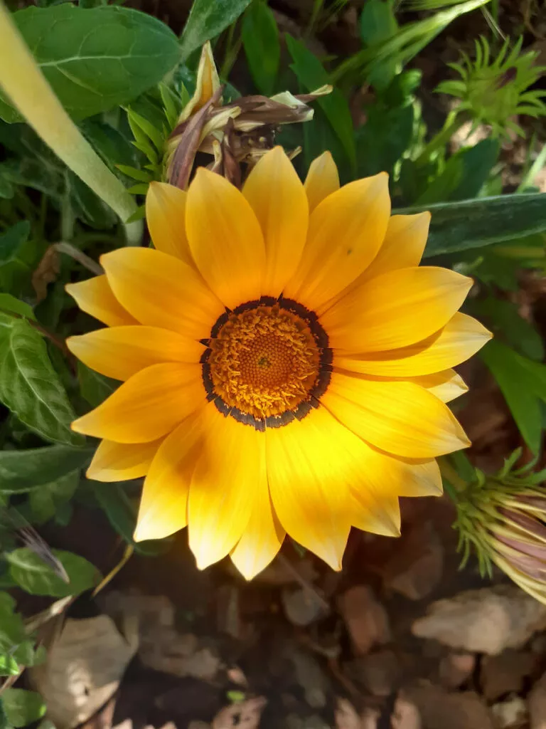 Gazania amarilla y anaranjada abierta en el parterre