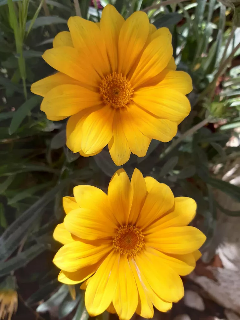 Dos gazanias amarillas abiertas entre las hojas grises de la planta