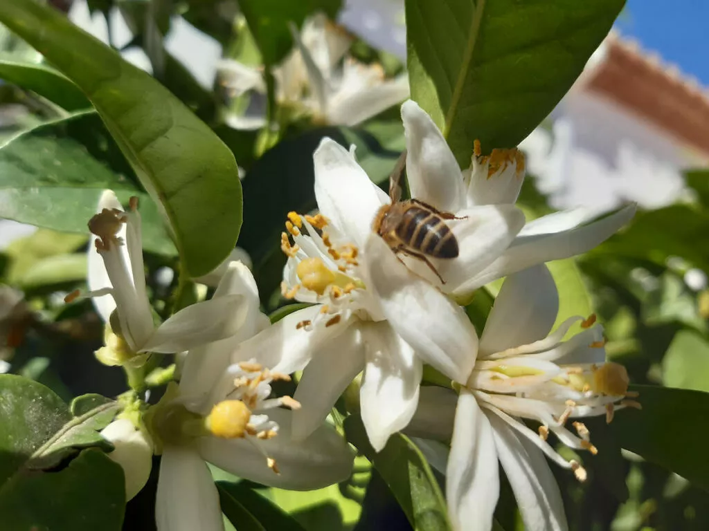 Azahar en flor con una abeja posada sobre uno de los pétalos