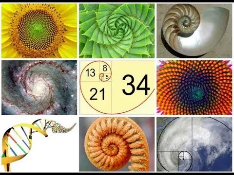 Mosaico de nueve imágenes con espirales de la sucesión de Fibonacci en un girasol, una galaxia, un nautilo y una molécula de ADN